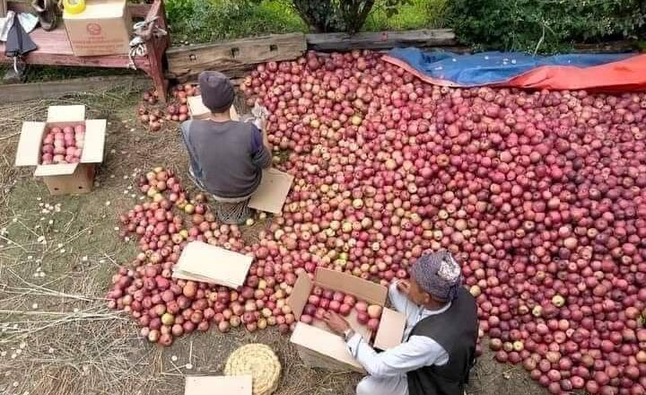नेपाली उत्पादनको स्याउले बजार पाएपछि आयात घट्यो