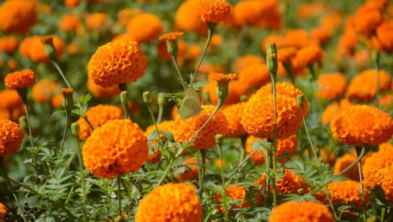 फुलखेतीमा देश आत्मनिर्भर बन्दै, ८ अर्ब ८३ करोड रुपैयाँ भन्दा धेरै लगानी